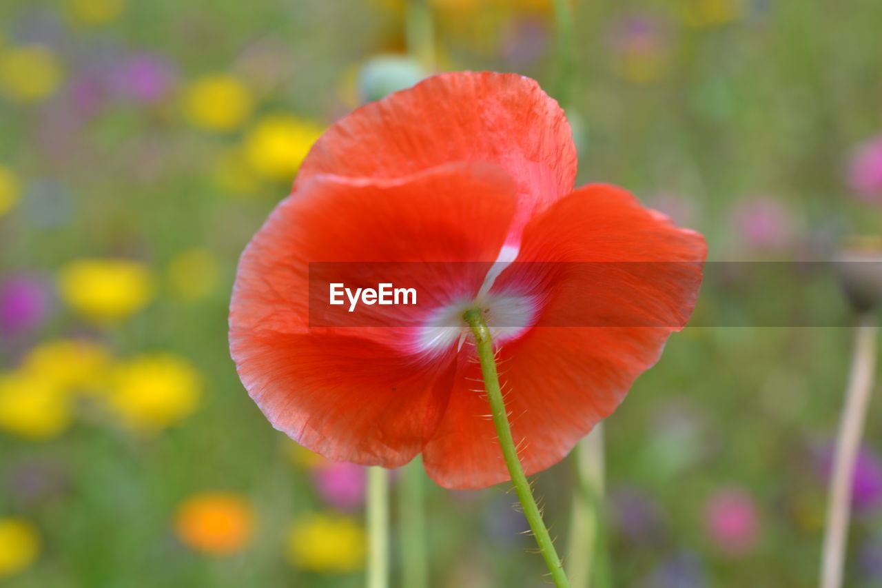 Close-up of orange flower blooming outdoors