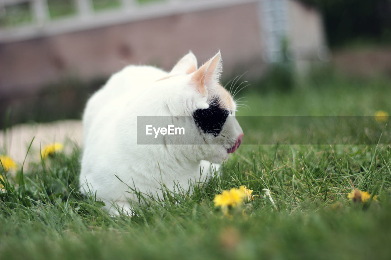 Close-up of cat on grassy field