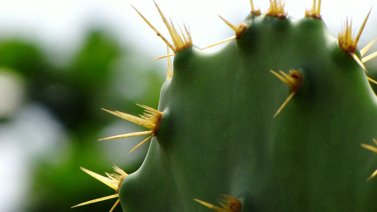 Detail shot of cactus plant