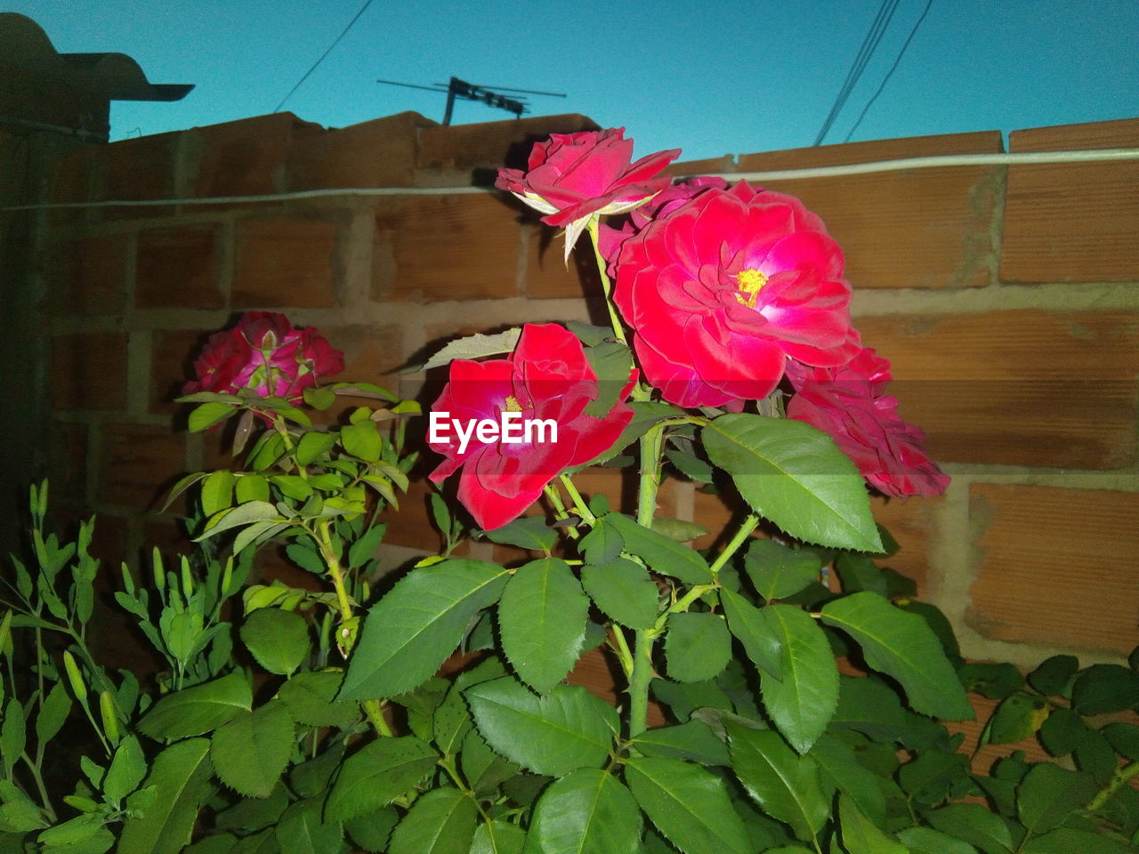 CLOSE-UP OF PINK FLOWERS BLOOMING