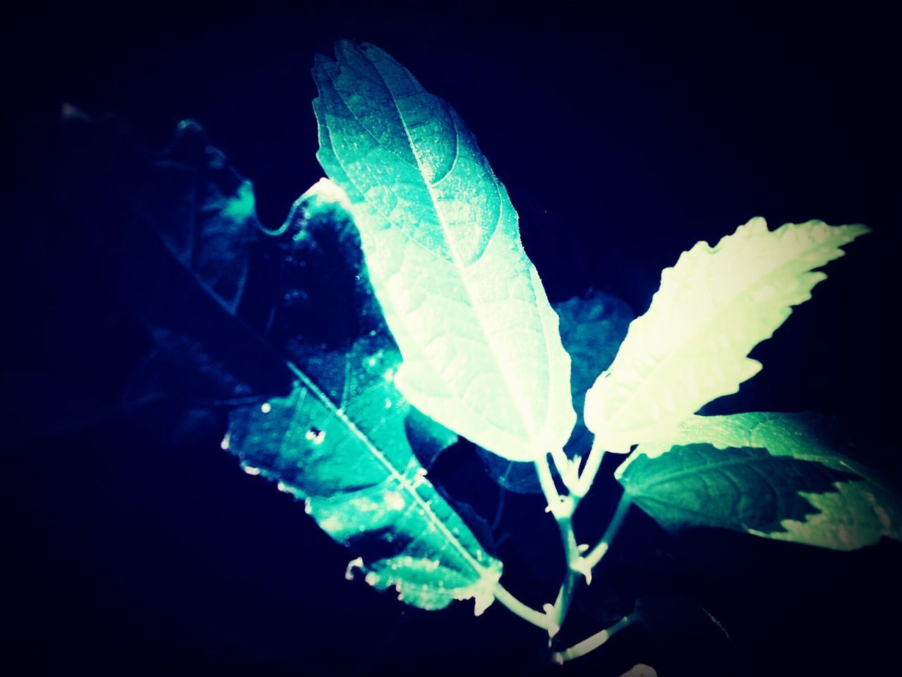 CLOSE-UP OF PLANT OVER BLACK BACKGROUND