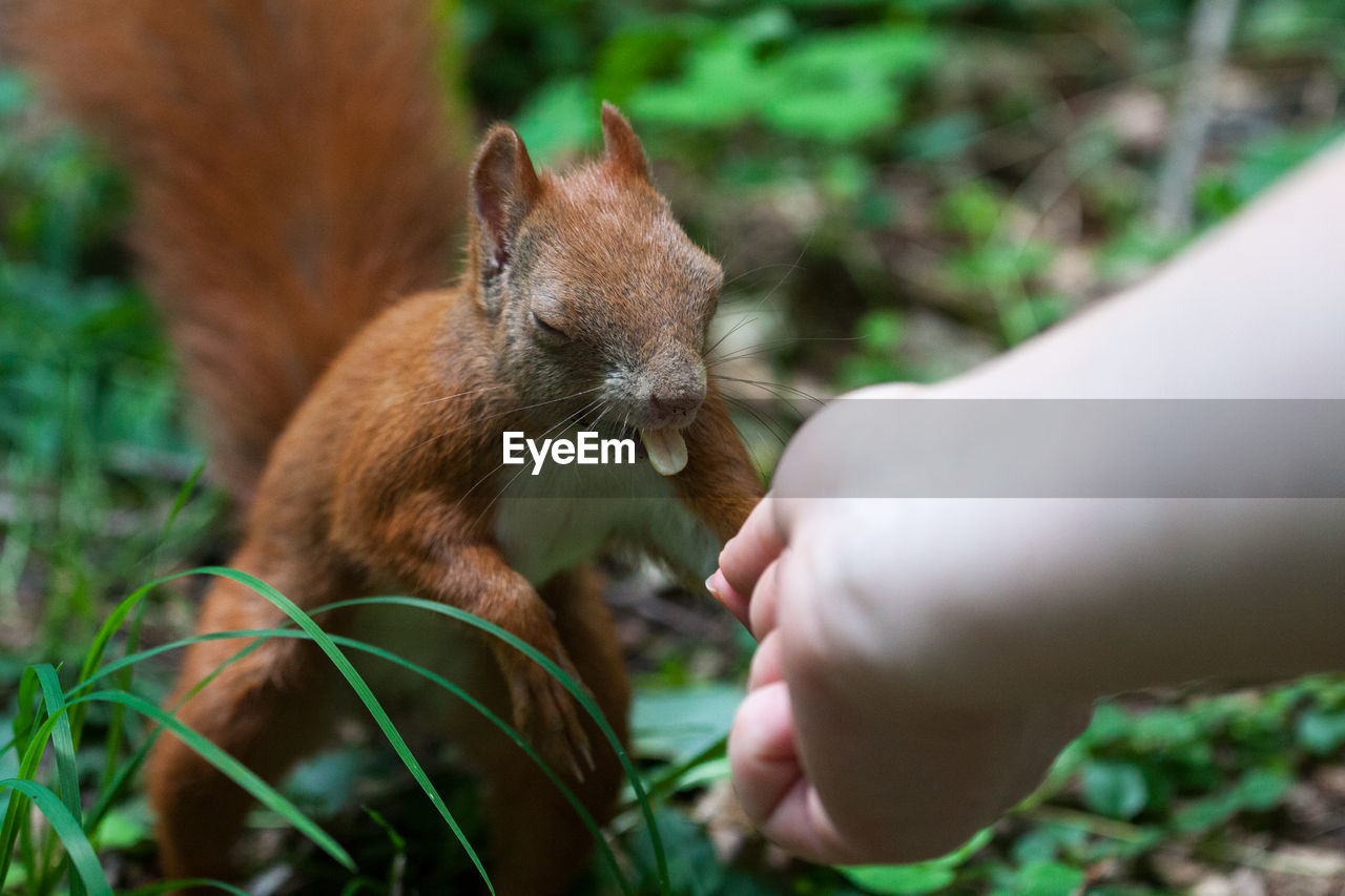 Close-up of hand feeding squirrel