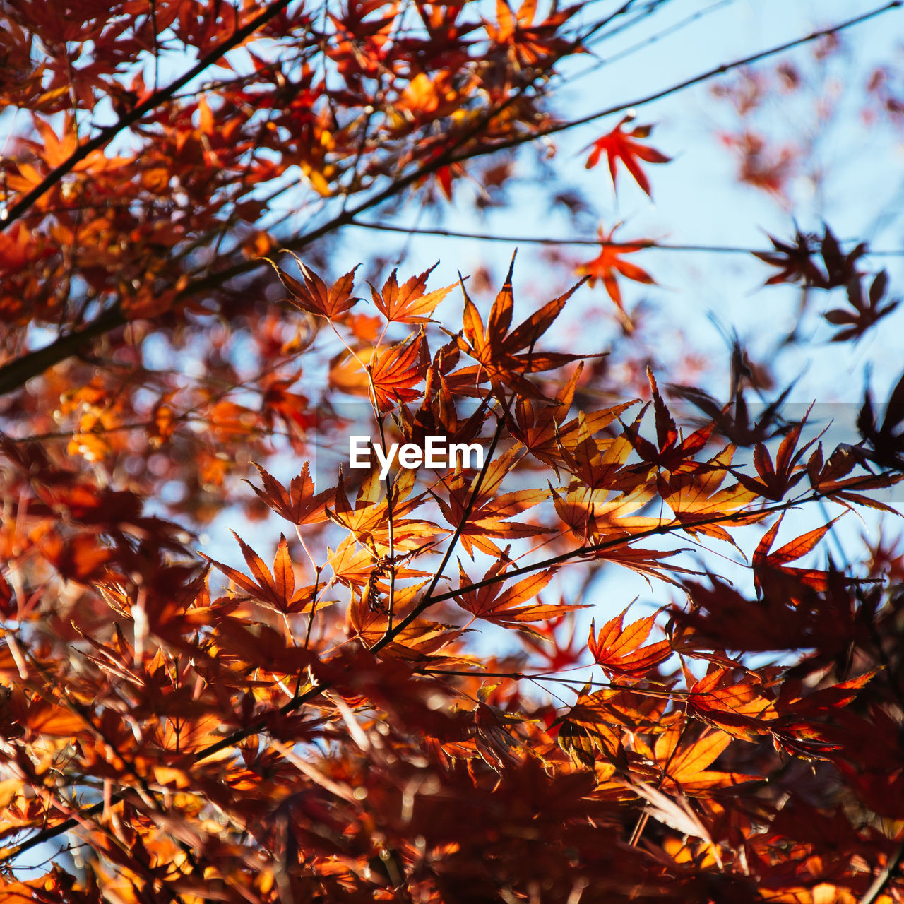 LOW ANGLE VIEW OF MAPLE TREE IN AUTUMN