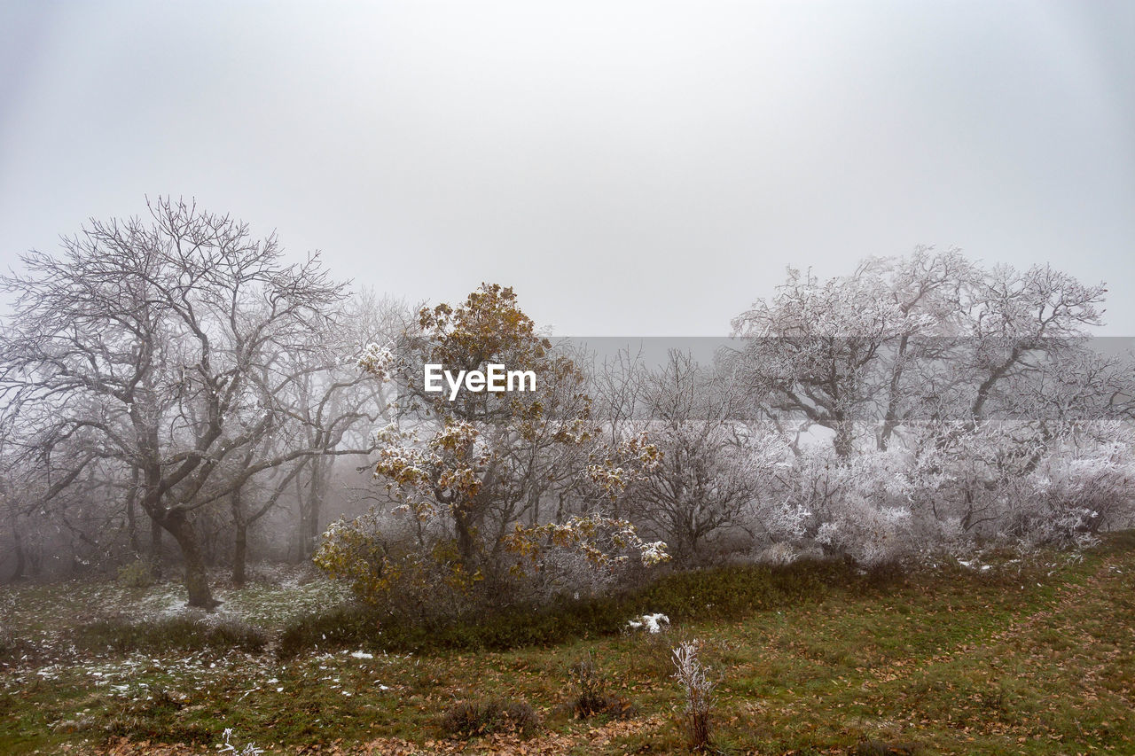 TREES ON SNOWY FIELD AGAINST SKY