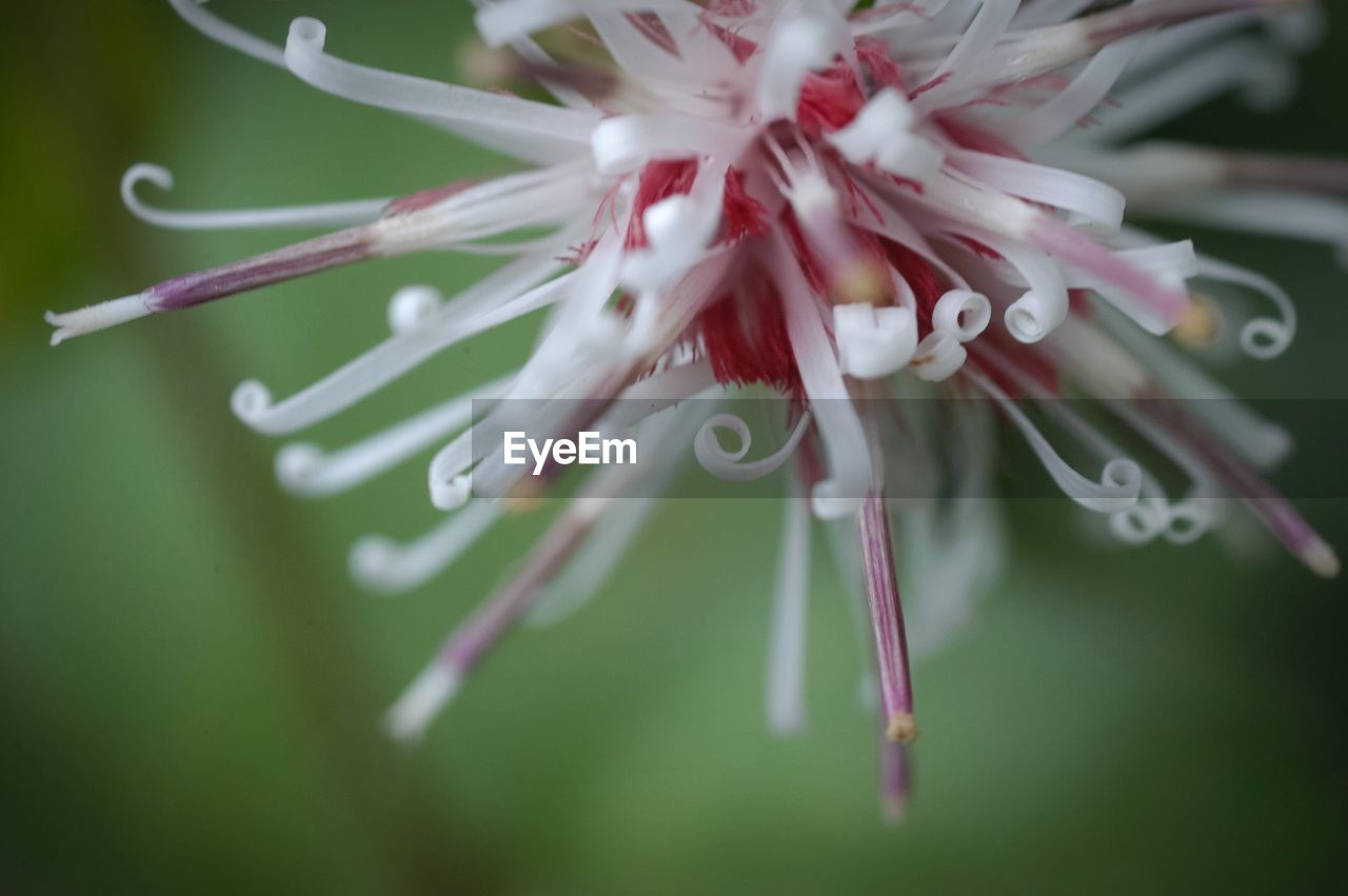 CLOSE-UP OF FLOWER GROWING IN PLANT