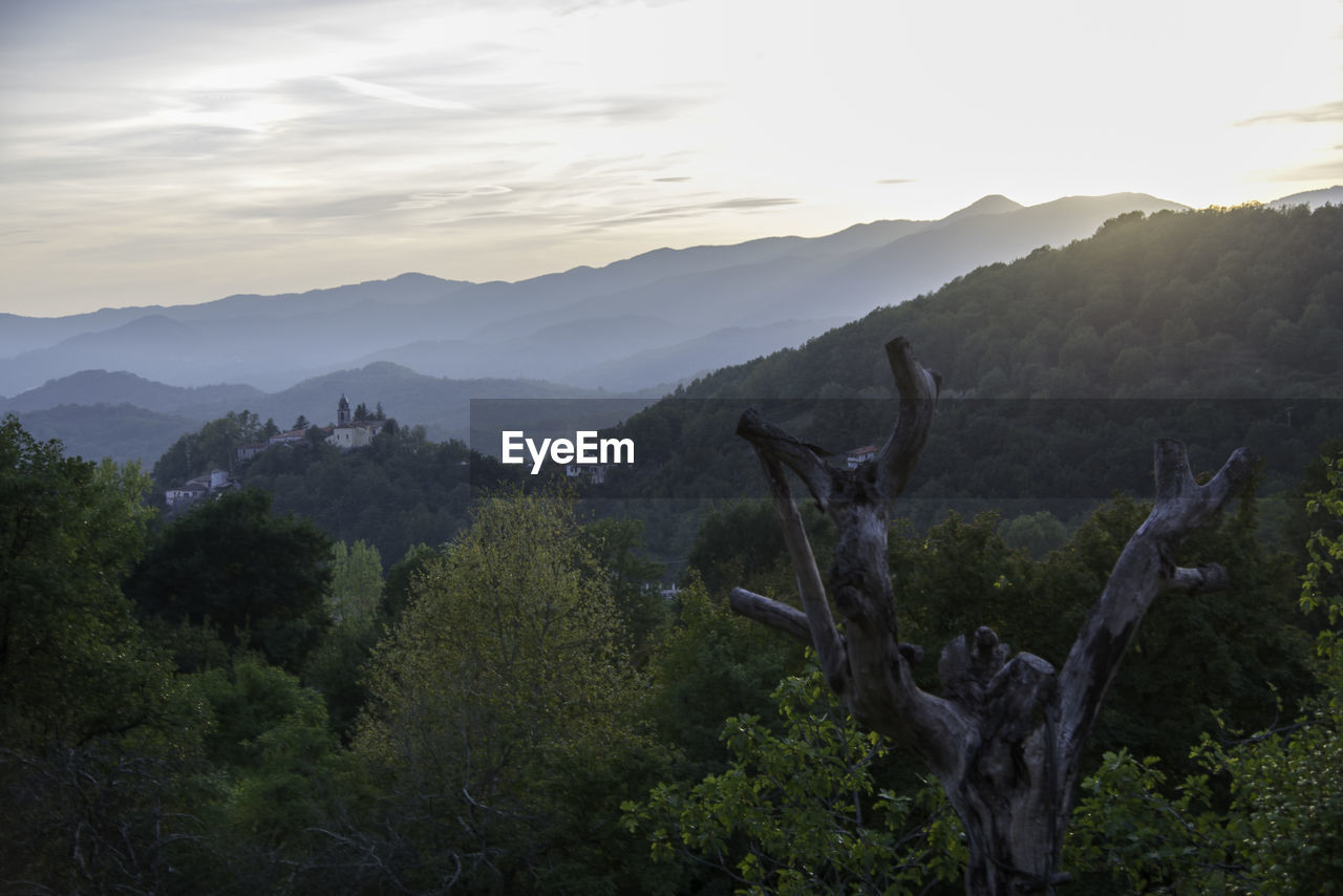 TREES ON MOUNTAIN AGAINST SKY