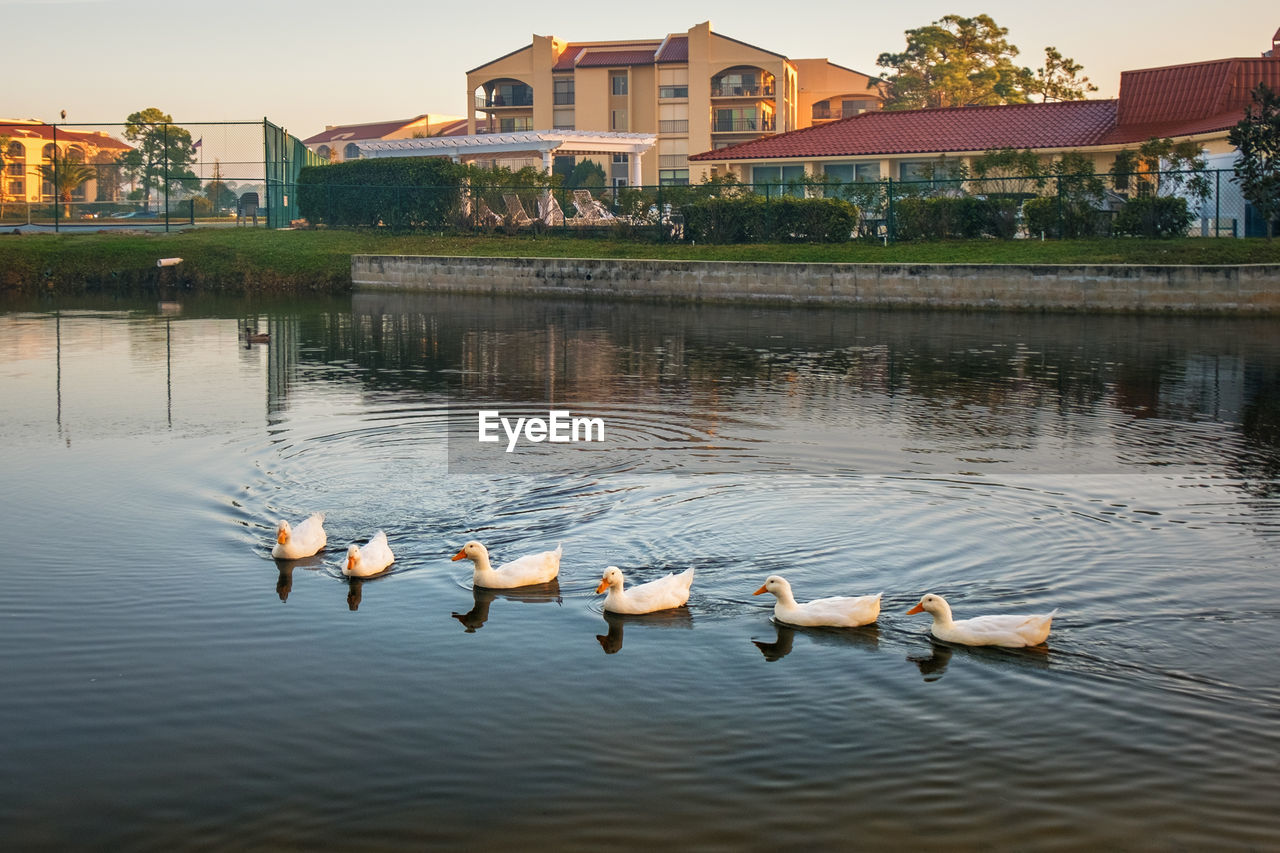 Ducks swimming in lake