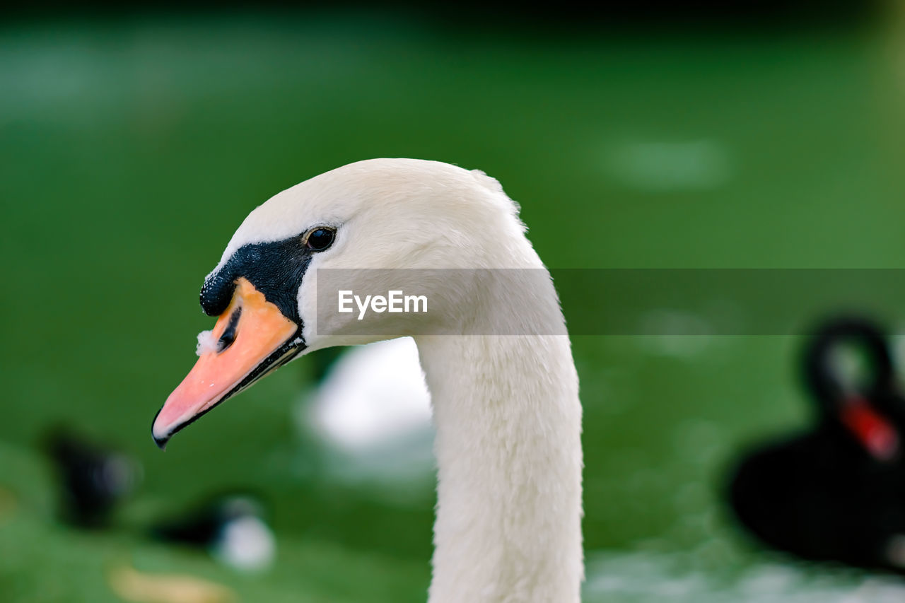 CLOSE-UP OF SWAN WITH WATER