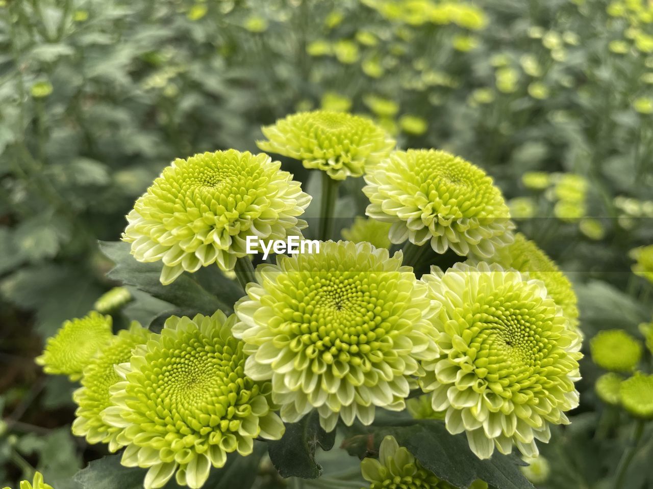 plant, flower, growth, beauty in nature, flowering plant, freshness, green, nature, chrysanths, close-up, flower head, inflorescence, no people, leaf, plant part, yellow, fragility, day, outdoors, focus on foreground, petal, botany