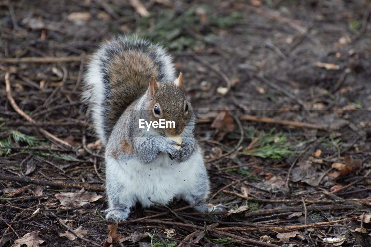 HIGH ANGLE VIEW OF SQUIRREL ON ROCK