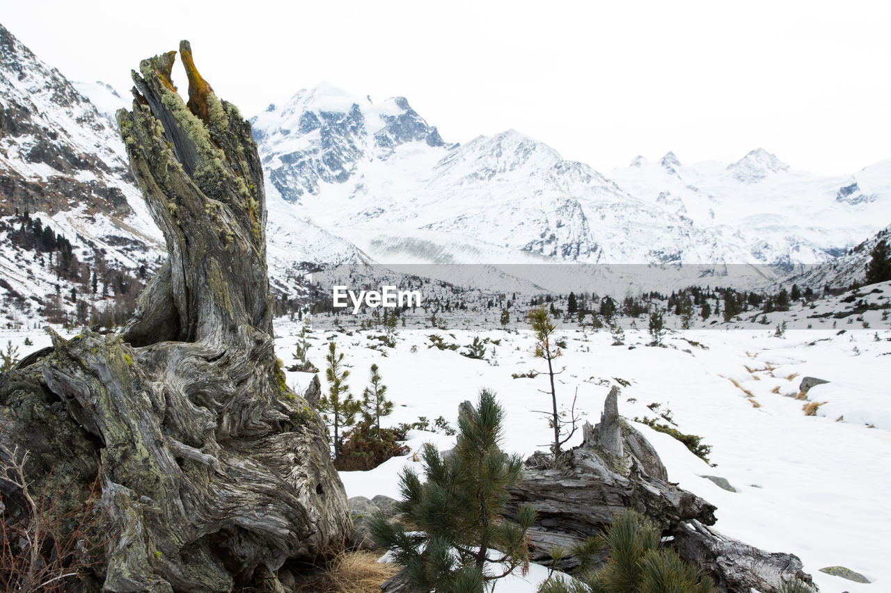 TREES ON SNOWCAPPED MOUNTAINS AGAINST SKY