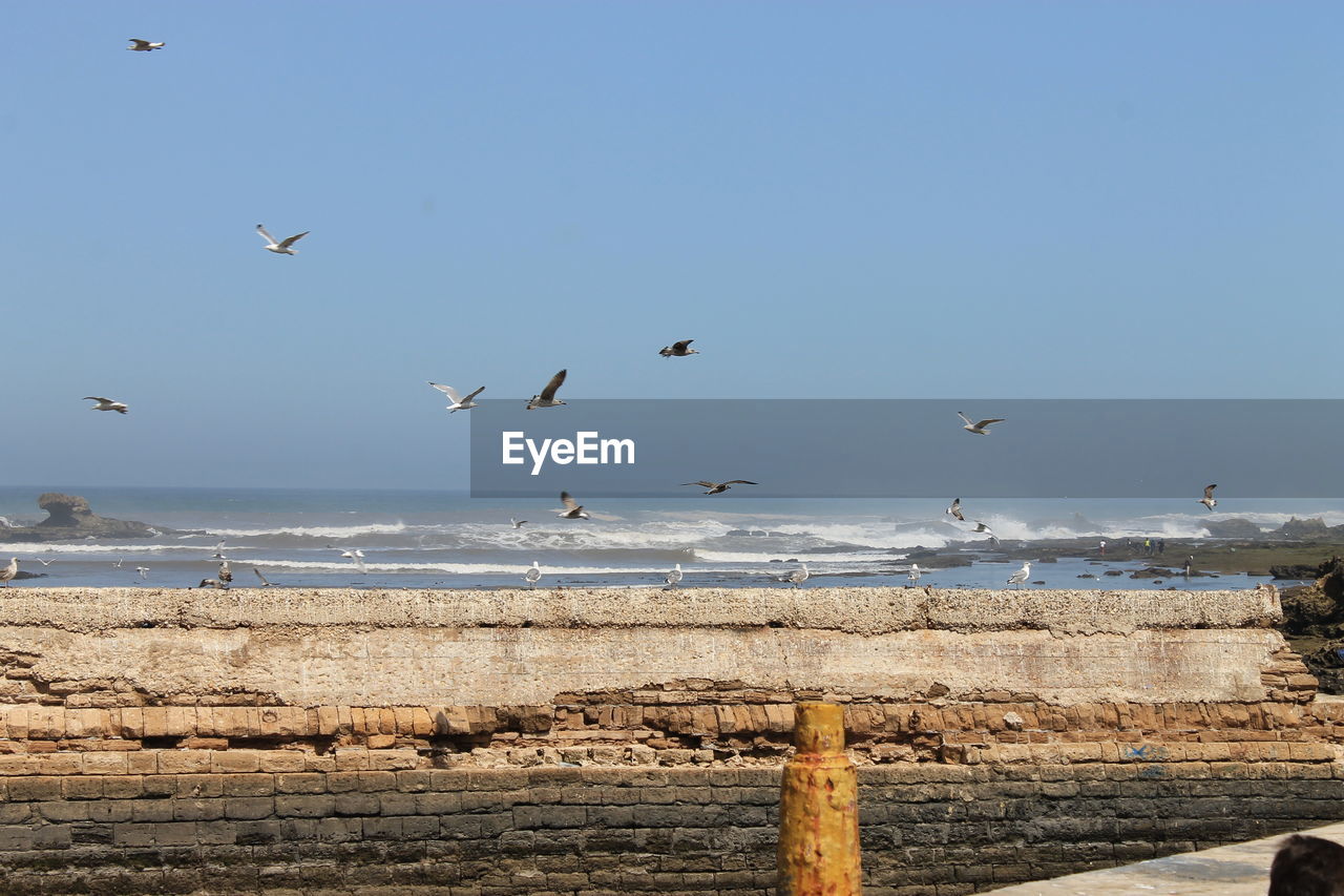 Birds flying over sea against sky