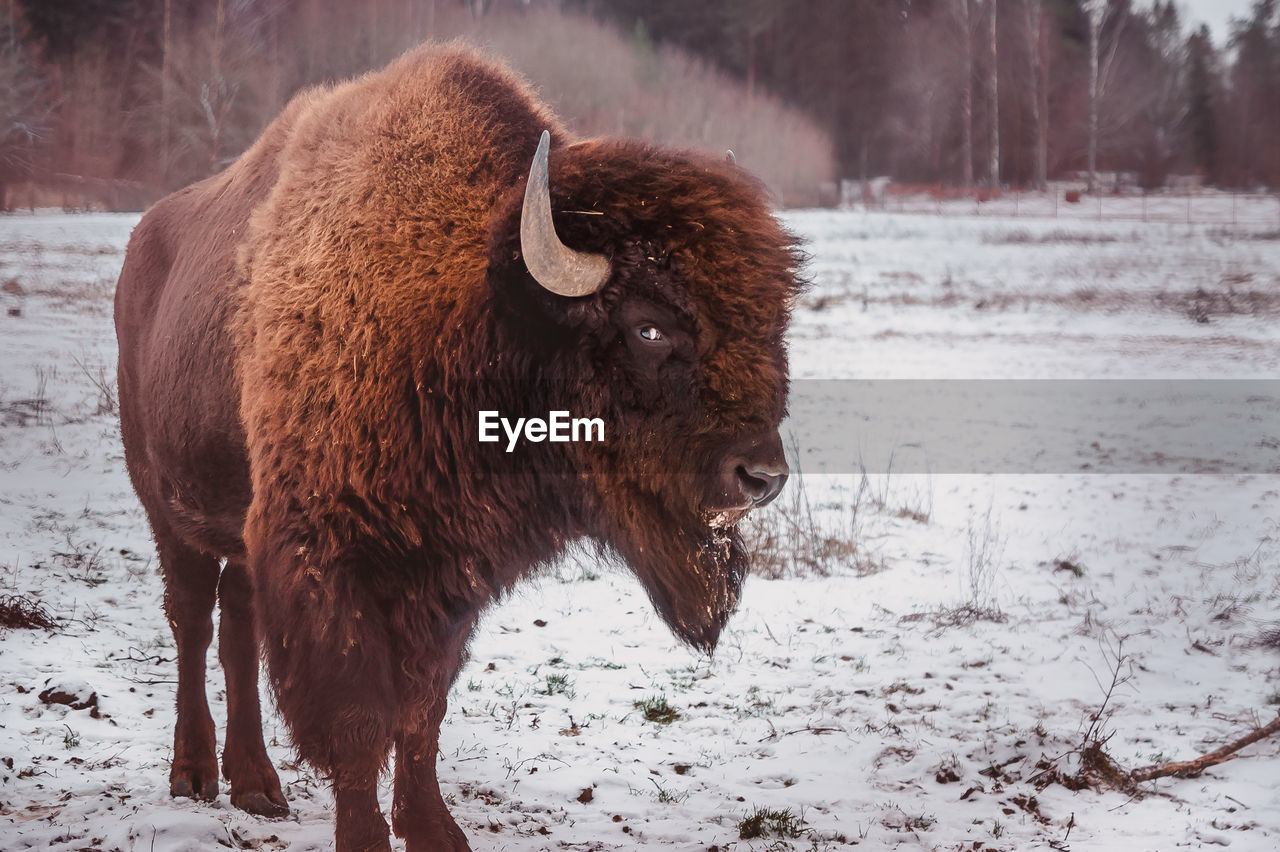 A bison stand on the field at winter with the forest on the background