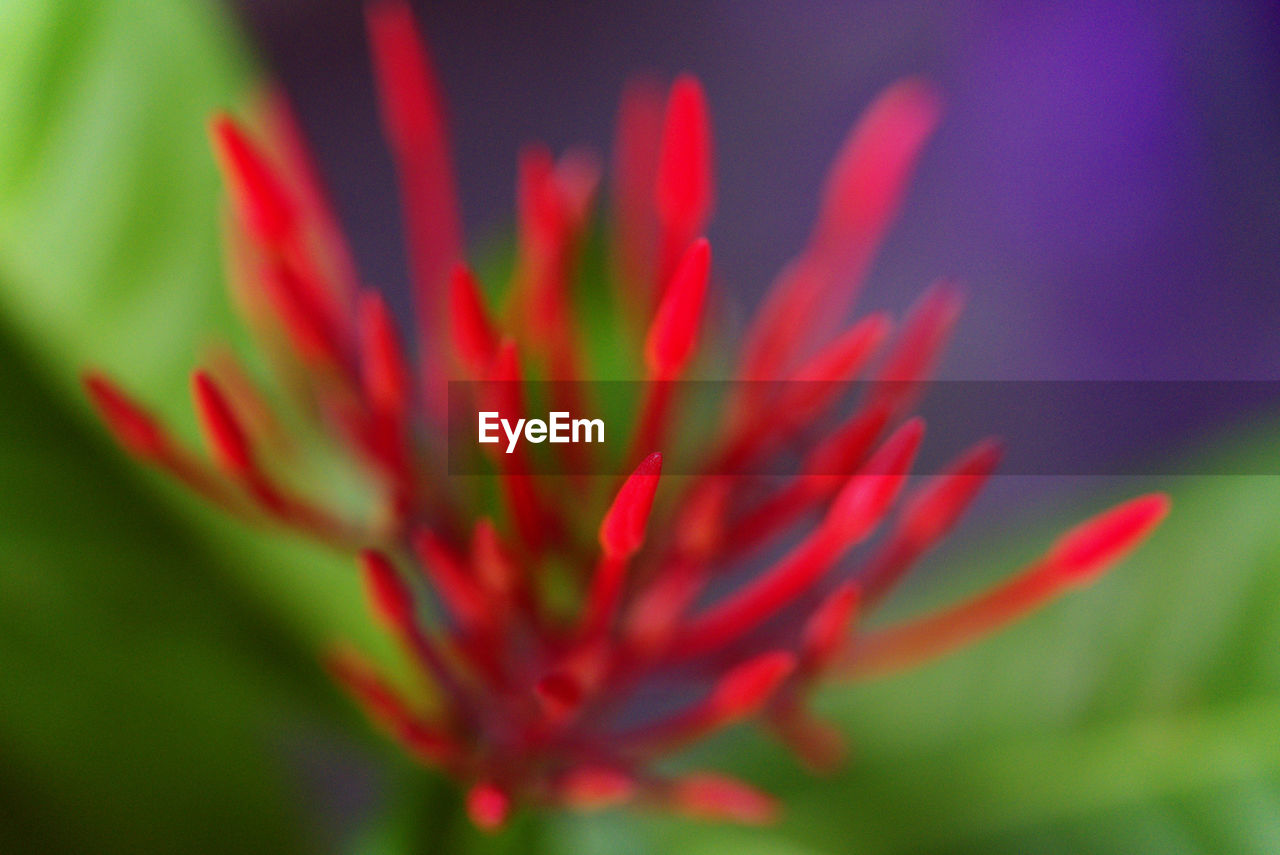 Close-up of red flowers