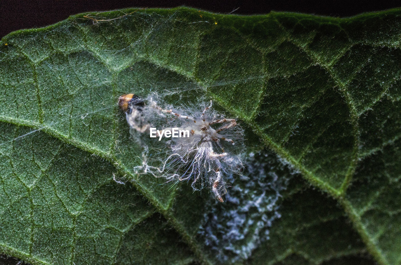 HIGH ANGLE VIEW OF INSECT ON A LEAF