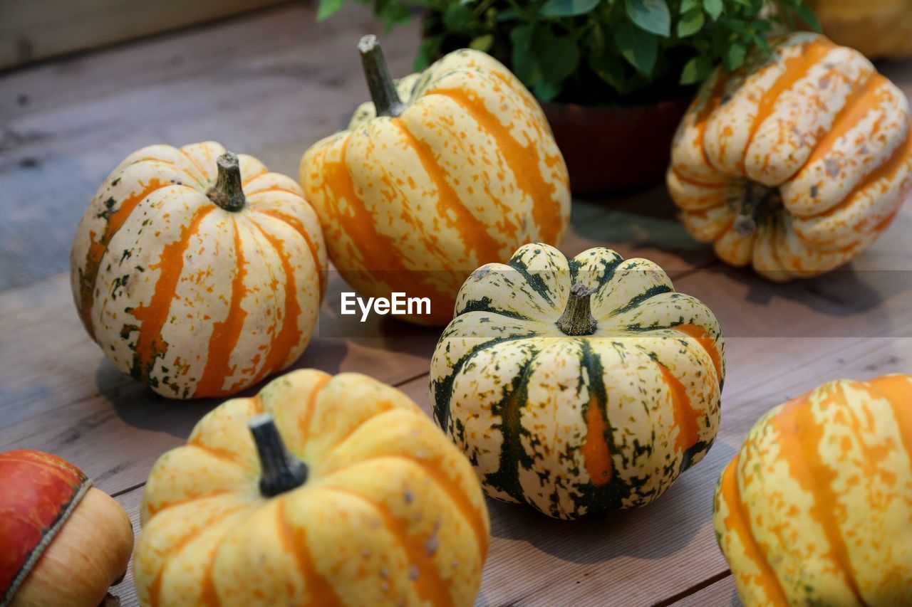 CLOSE-UP OF PUMPKINS ON TABLE DURING AUTUMN