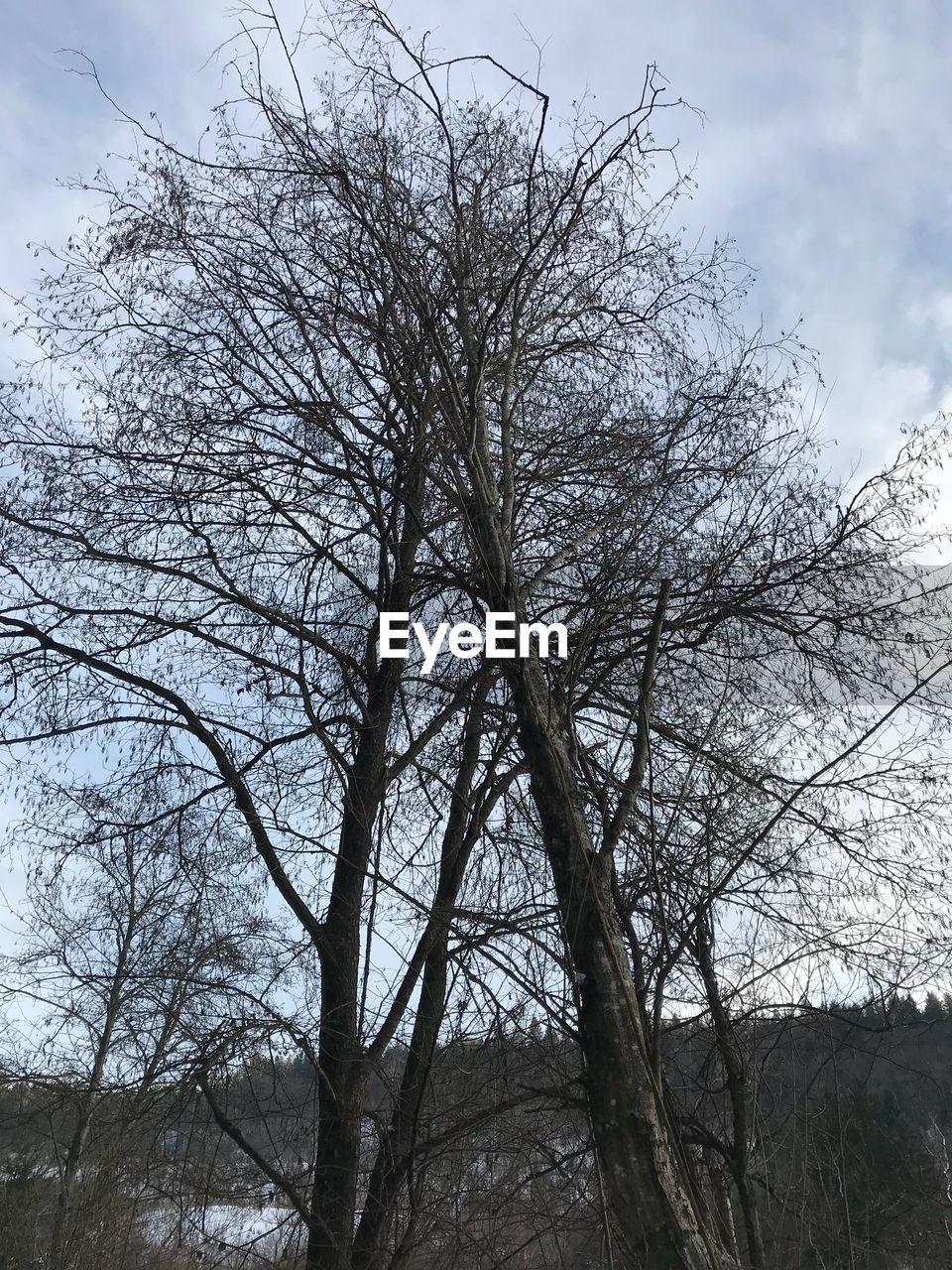 LOW ANGLE VIEW OF BARE TREE IN FOREST