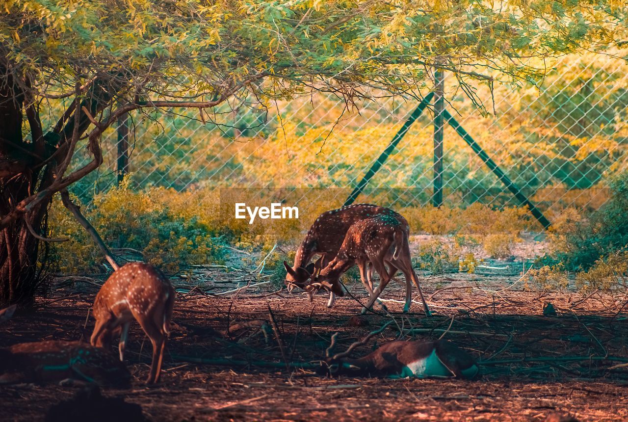Deers in sanctuary