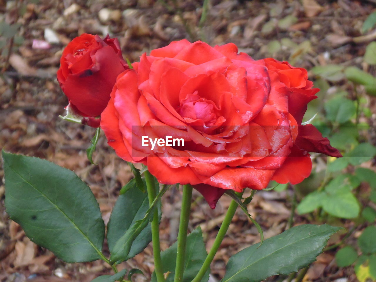 CLOSE-UP OF RED ROSE