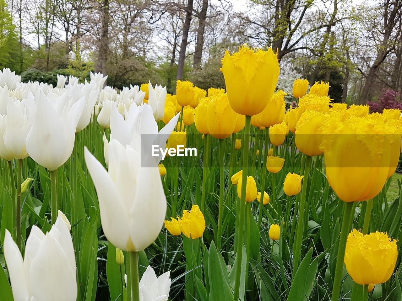 CLOSE-UP OF YELLOW CROCUS FLOWERS BLOOMING IN FIELD