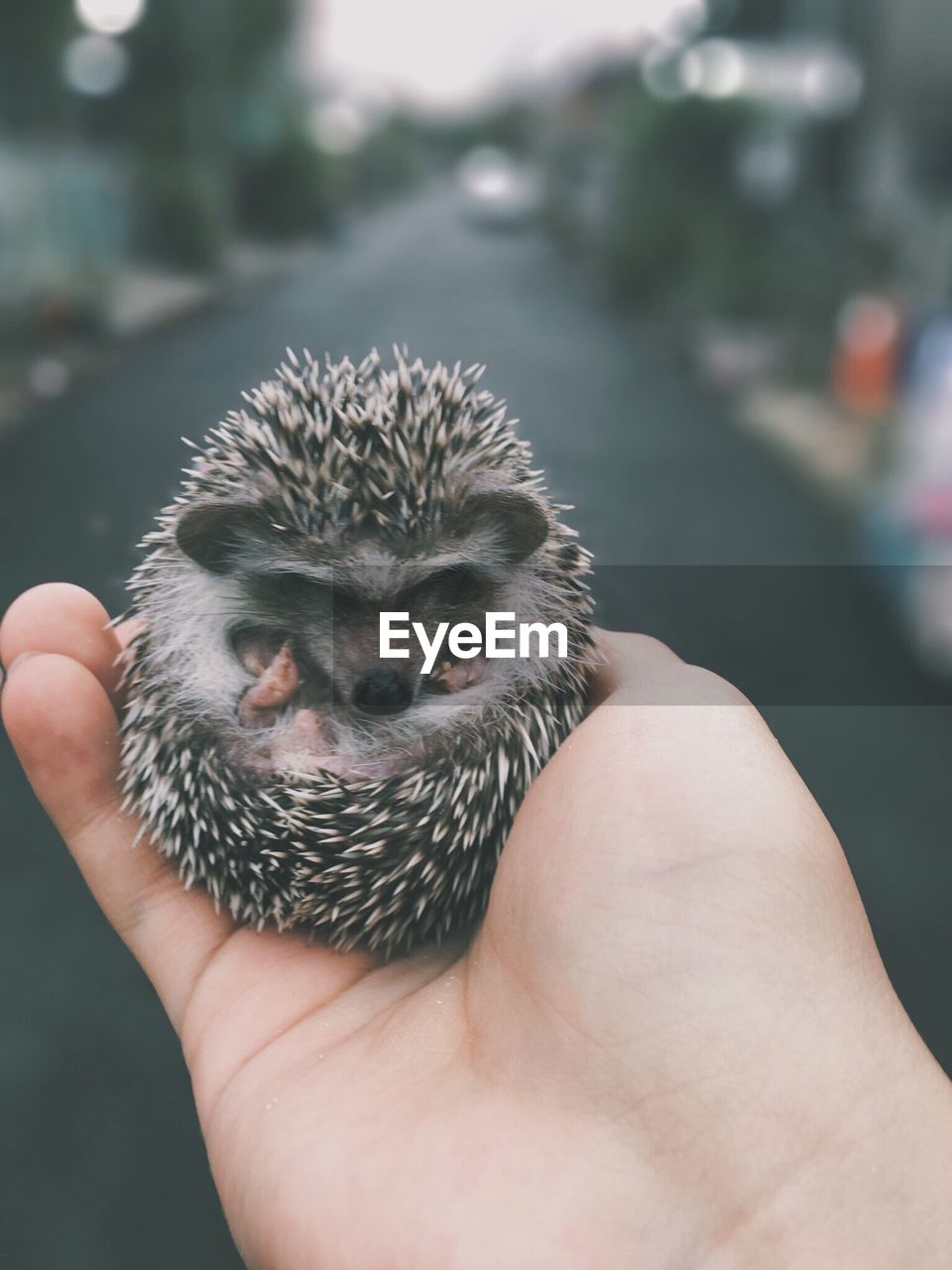 Close-up of hand holding hedgehog