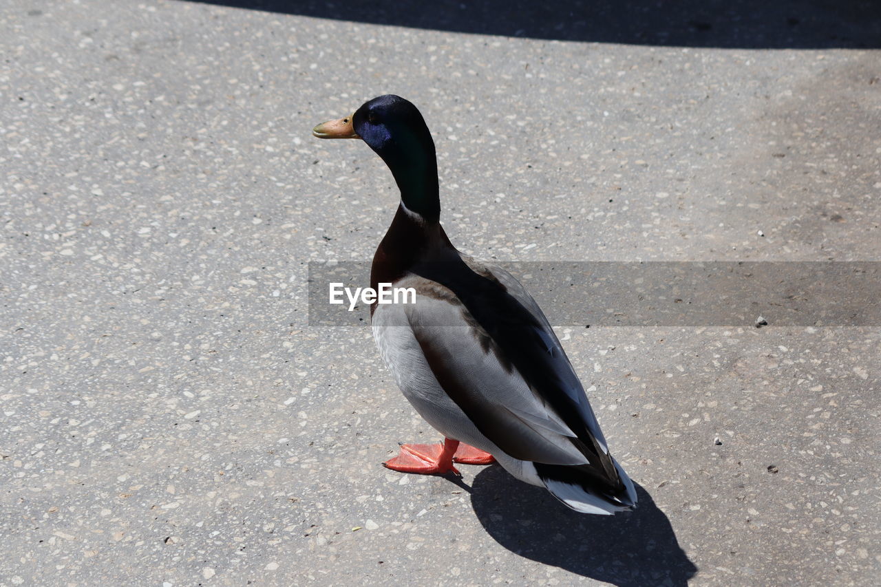 HIGH ANGLE VIEW OF DUCK IN A ROAD