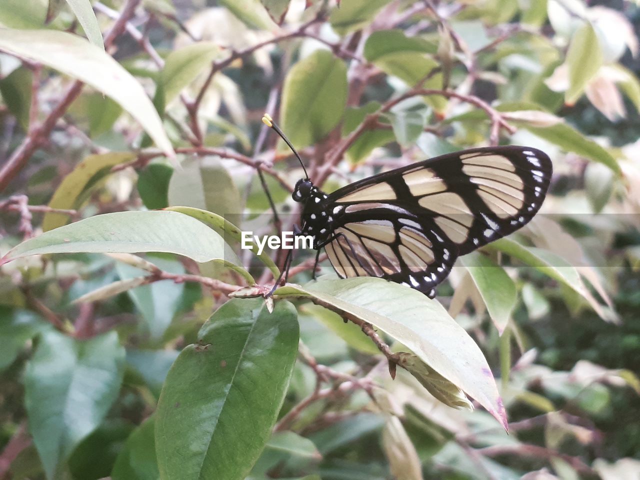 BUTTERFLY ON PLANT