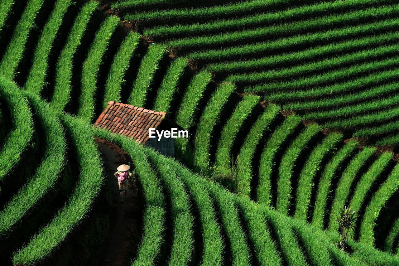 High angle view of crops growing on farm