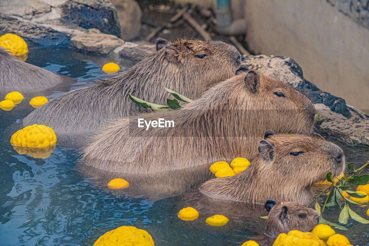 High angle view of capybaras bathing in a hot spring spa