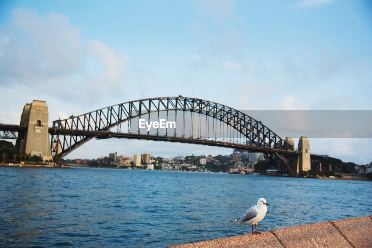 VIEW OF BIRD PERCHING ON BRIDGE OVER RIVER
