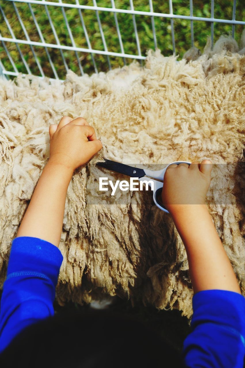 Cropped hands of child cutting sheep hair