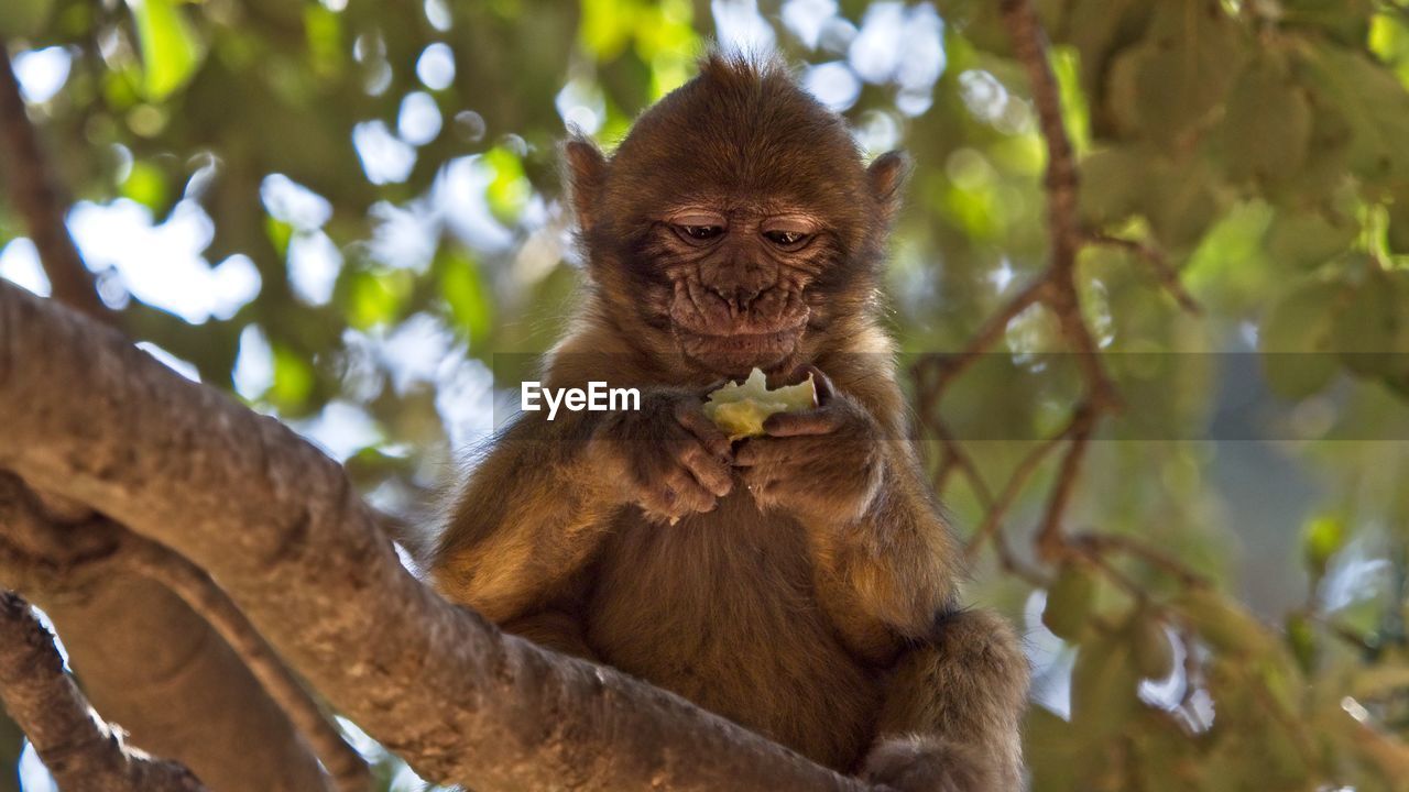 LOW ANGLE VIEW OF MONKEYS ON TREE
