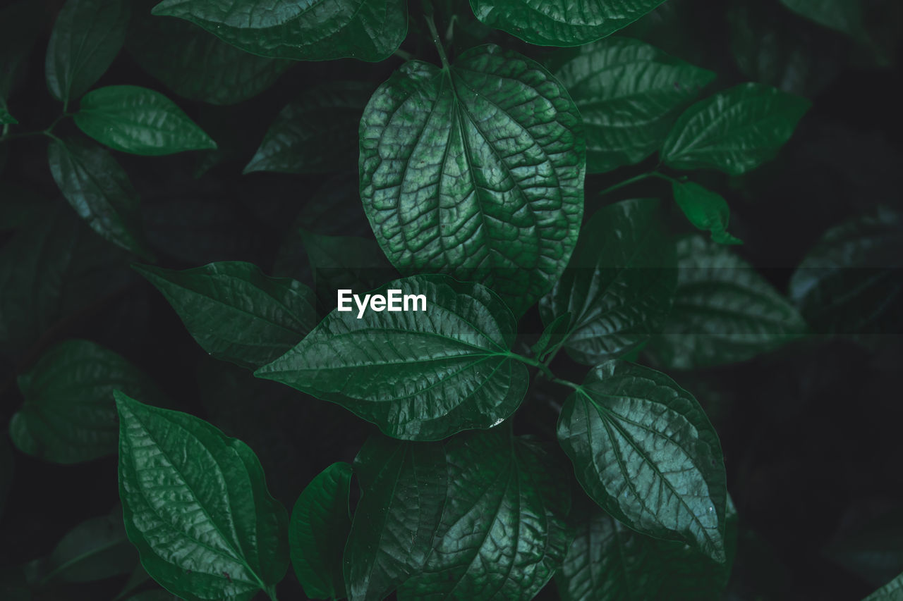 Full frame shot of leaves