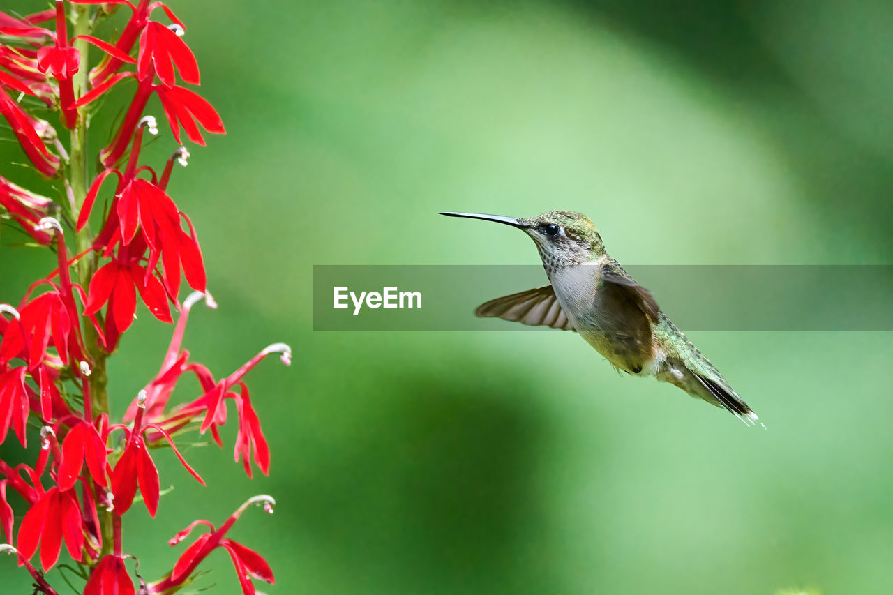 Juvenile male ruby-throated hummingbird rchilochus colubris feeding on a cardinal flower.