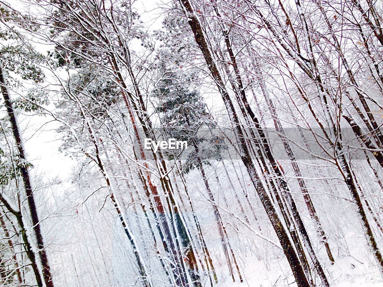 Frozen trees in forest