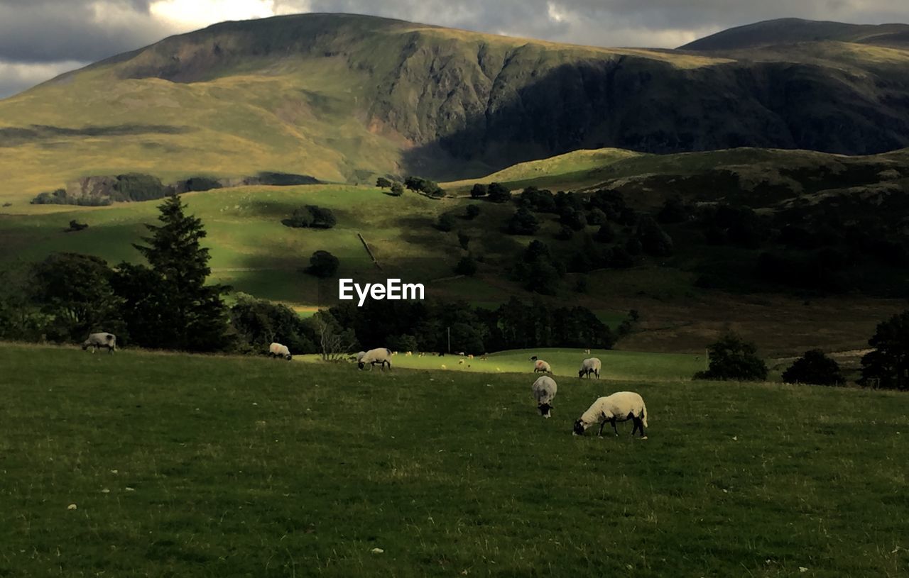 Cows grazing on field against sky