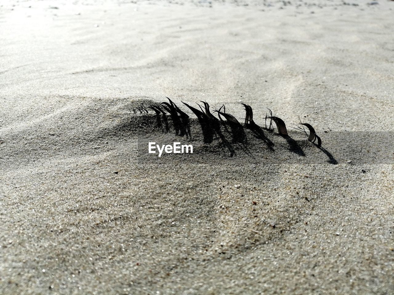 HIGH ANGLE VIEW OF STARFISH ON BEACH