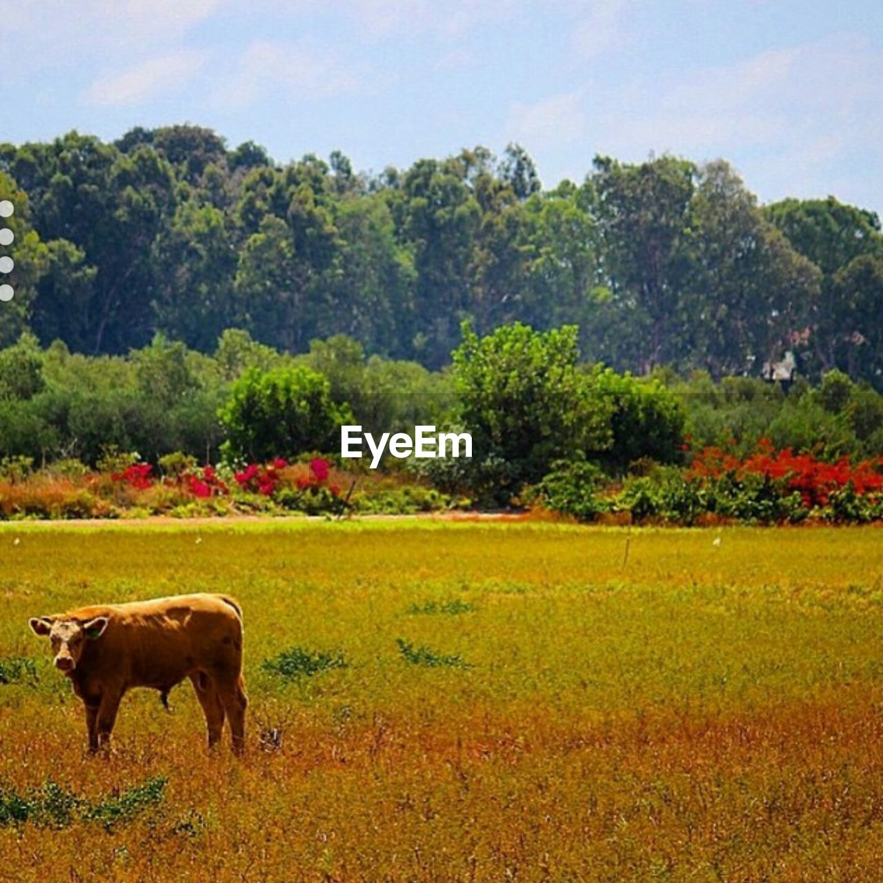 SHEEP GRAZING ON FIELD