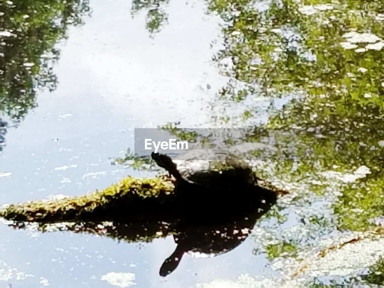 REFLECTION OF TREES IN WATER