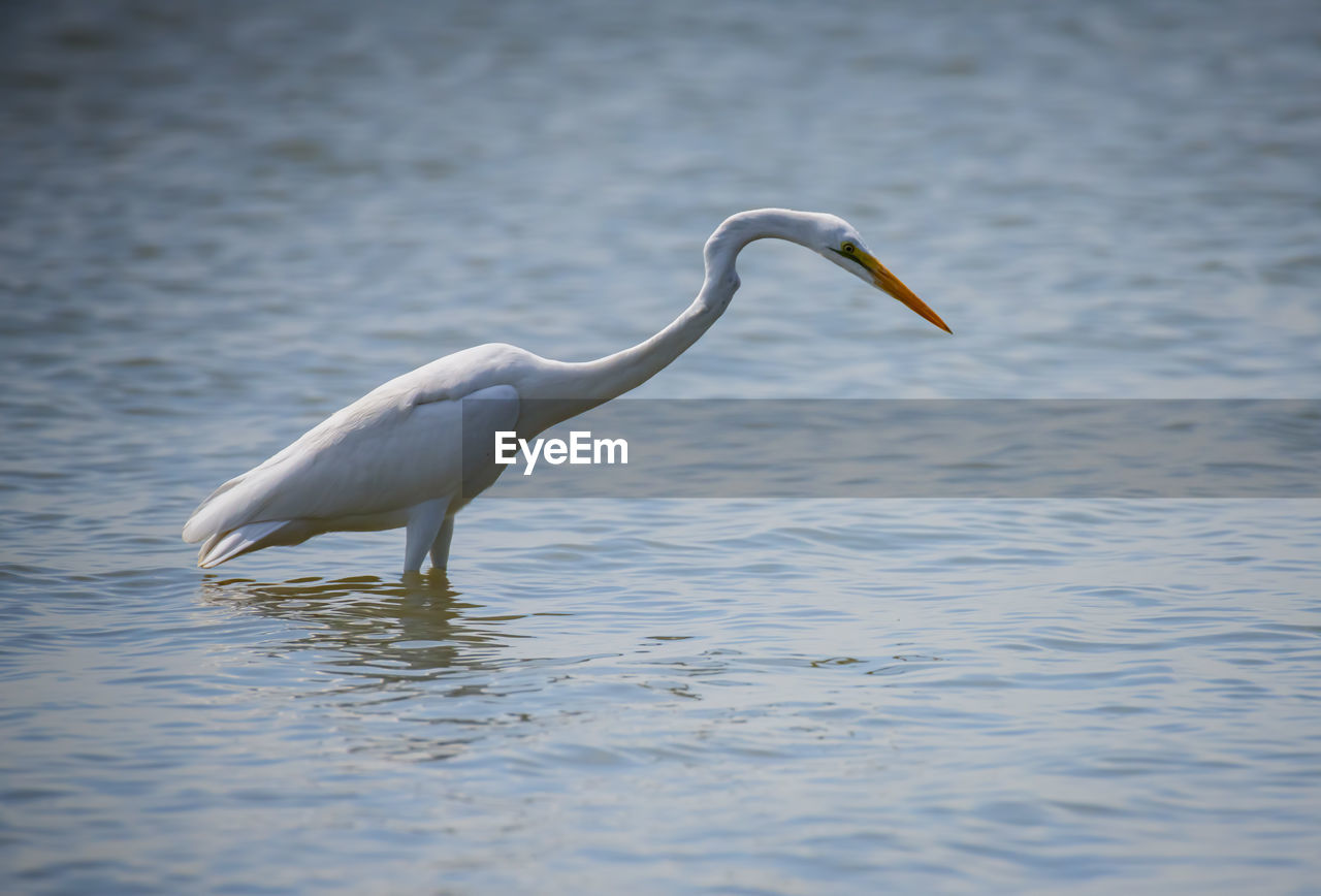 Bird in lake