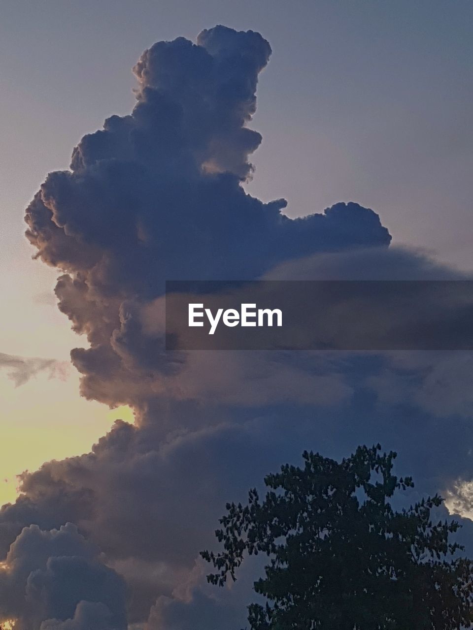 LOW ANGLE VIEW OF SILHOUETTE TREES AGAINST SKY