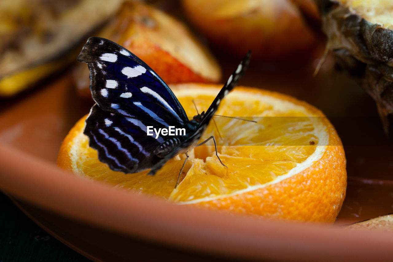 Close-up of butterfly on orange