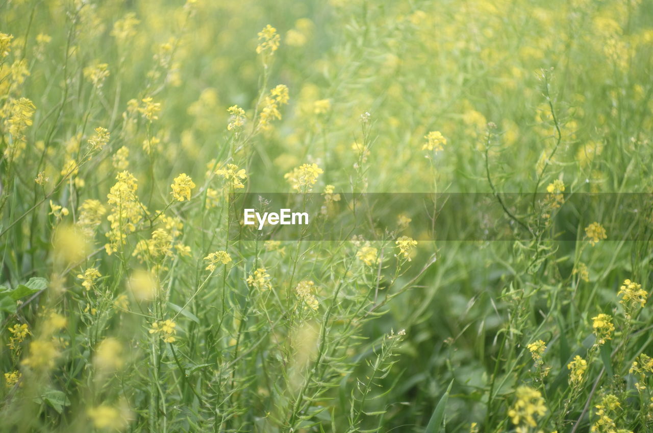 Full frame shot of yellow flowering plants on field