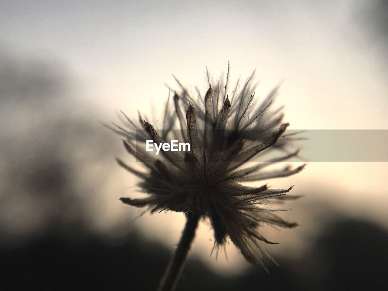 CLOSE-UP OF FLOWER PLANT AGAINST SKY