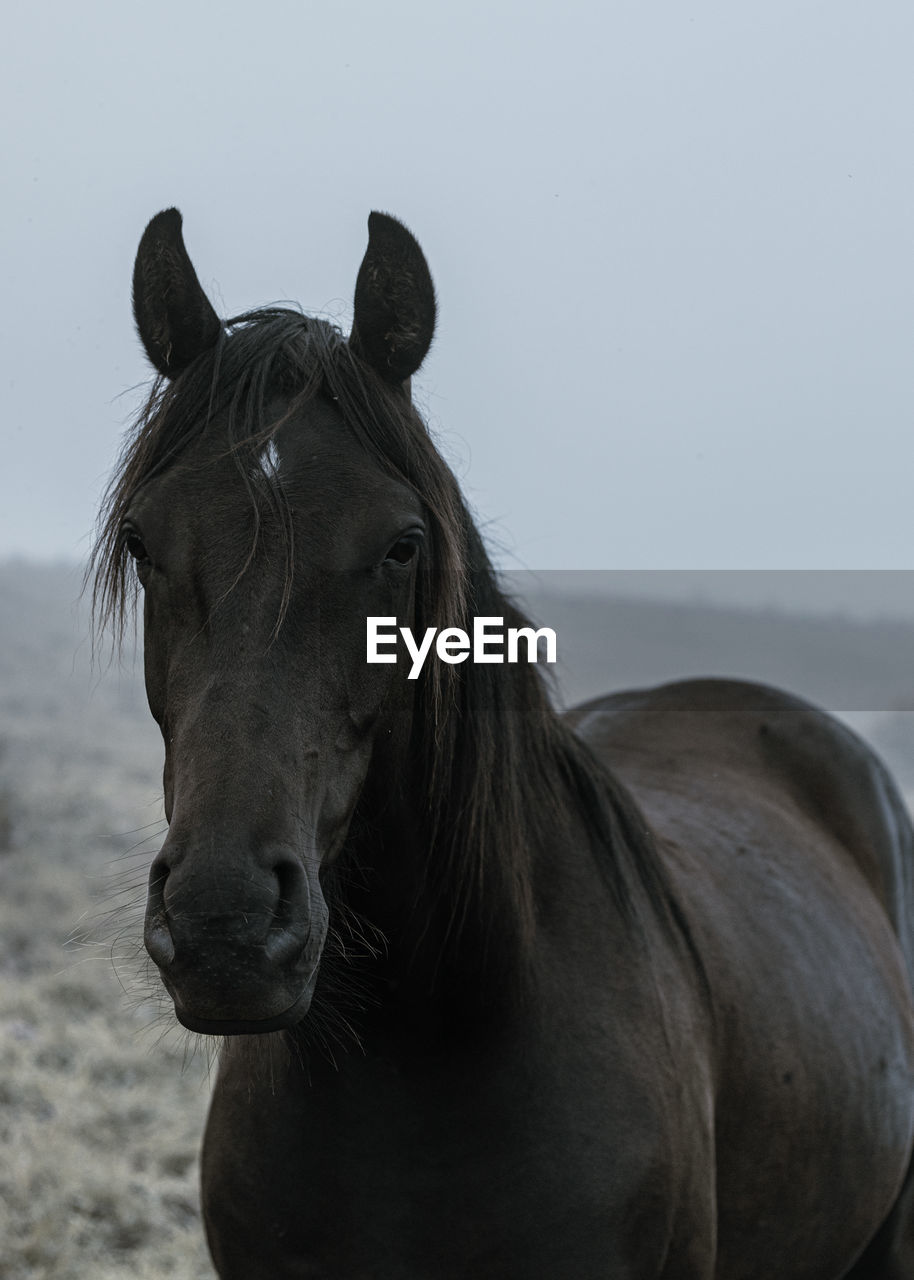 Close-up view of horse horse pony eyes snout in haze fog foggyhorse standing against sky