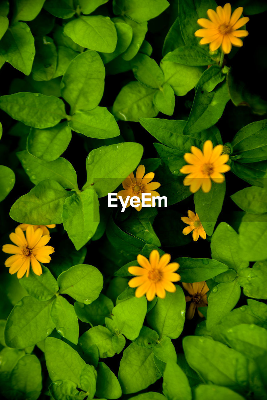 flower, flowering plant, plant, freshness, yellow, beauty in nature, plant part, leaf, green, growth, nature, fragility, flower head, petal, close-up, inflorescence, high angle view, no people, wildflower, botany, day, full frame, outdoors, directly above, backgrounds