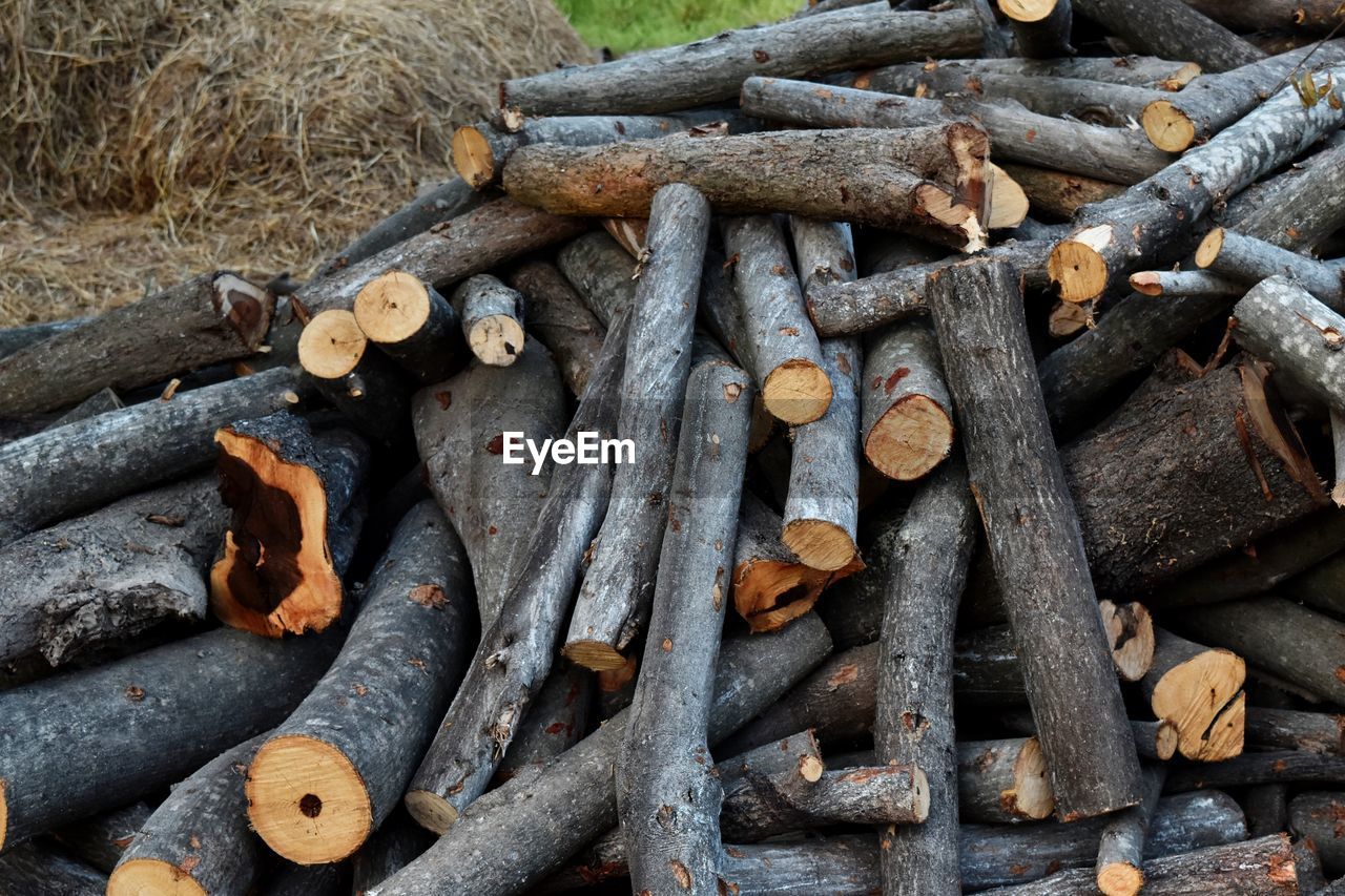 Stack of logs in forest