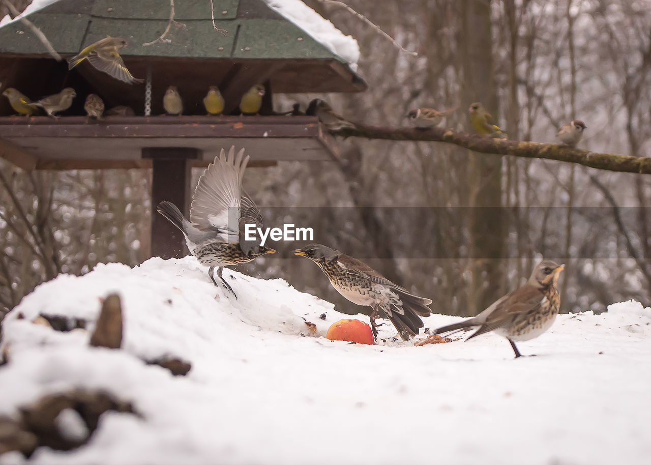 Birds perching on tree during winter