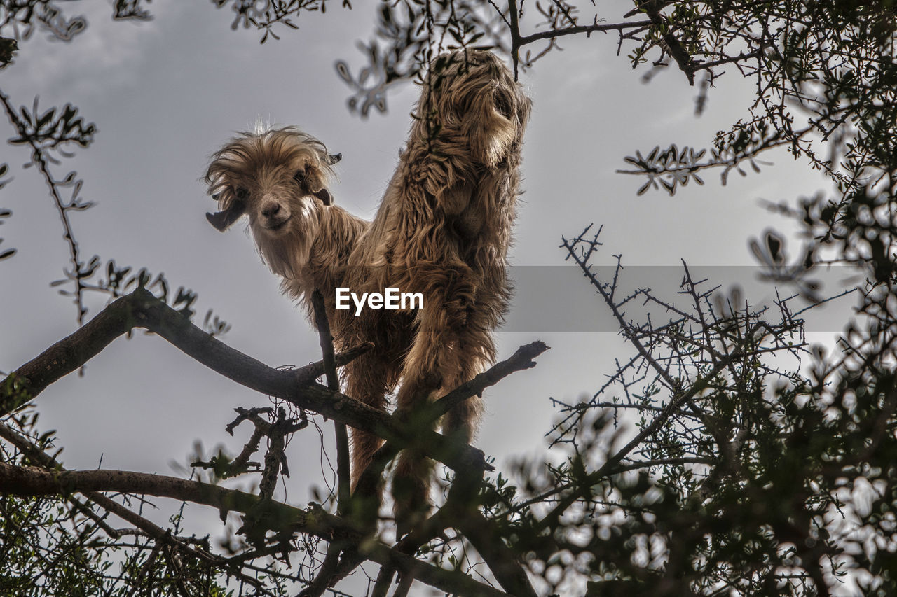 Goats in an argan tree