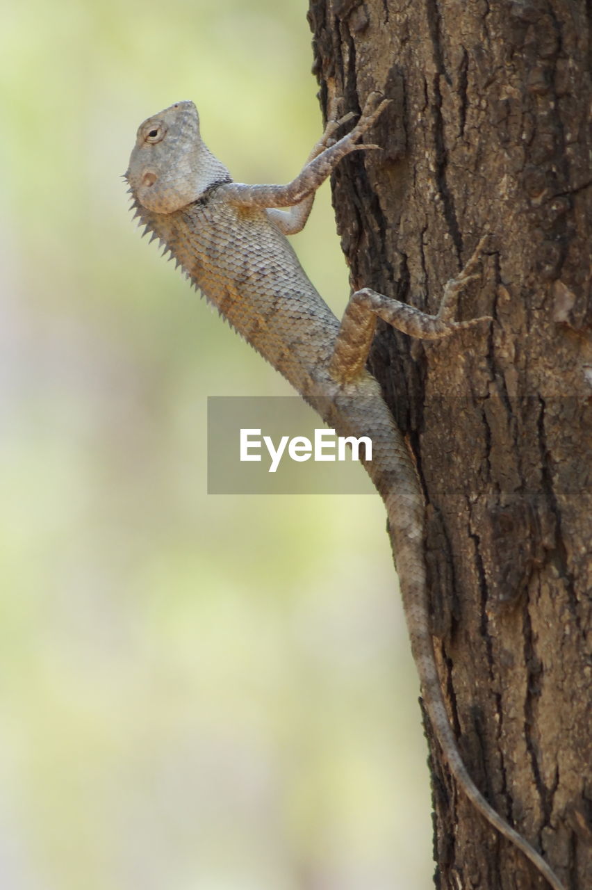 CLOSE-UP OF SNAKE ON TREE TRUNK